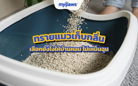 ทรายแมวเก็บกลิ่น เลือกยังไงให้บ้านหอม ไม่เหม็นฉุน