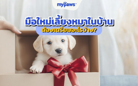 มือใหม่เลี้ยงหมาในบ้าน ต้องเตรียมอะไรบ้าง? คู่มือเริ่มต้นครบจบ