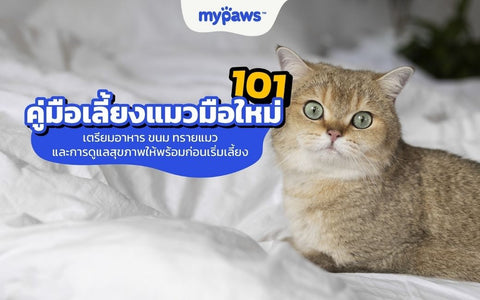 คู่มือเลี้ยงแมวมือใหม่ 101 : อาหาร ทรายแมว และการดูแลสุขภาพ
