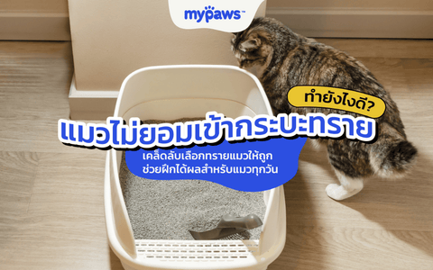 แมวไม่ยอมเข้ากระบะทราย ทำยังไงดี? วิธีเลือกทรายแมวให้ฝึกง่ายขึ้น