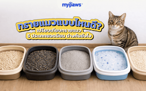 ทรายแมวแบบไหนดี? เปรียบเทียบทรายแมว 5 ประเภท พร้อมวิธีเลือก