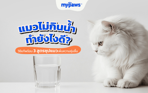 แมวไม่กินน้ำทำยังไงดี? วิธีแก้พร้อม 3 สูตรซุปแมวเพิ่มความชุ่มชื้น