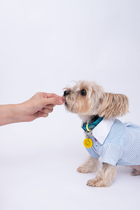 อาหารและขนมสุนัข